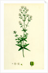 Galium Boreale Cross-Leaved Bedstraw by Anonymous