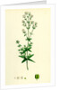 Galium Boreale Cross-Leaved Bedstraw by Anonymous