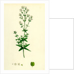 Galium Boreale Cross-Leaved Bedstraw by Anonymous