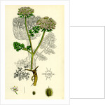 Daucus Carota Var. Gummifer Sea Carrot by Anonymous