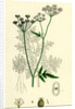 Caucalis Anthriscus Upright Hedge-Parsley by Anonymous