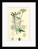 Caucalis Anthriscus Upright Hedge-Parsley by Anonymous