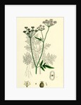 Caucalis Anthriscus Upright Hedge-Parsley by Anonymous