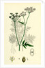 Caucalis Anthriscus Upright Hedge-Parsley by Anonymous