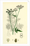 Caucalis Anthriscus Upright Hedge-Parsley by Anonymous