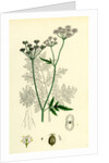 Caucalis Anthriscus Upright Hedge-Parsley by Anonymous