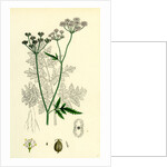 Caucalis Anthriscus Upright Hedge-Parsley by Anonymous