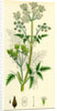 Chaerophyllum Sylvestre Wild Chervil by Anonymous