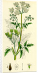Chaerophyllum Sylvestre Wild Chervil by Anonymous