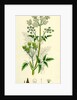 Chaerophyllum Sylvestre Wild Chervil by Anonymous
