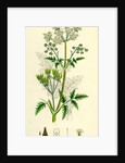 Chaerophyllum Sylvestre Wild Chervil by Anonymous