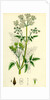 Chaerophyllum Sylvestre Wild Chervil by Anonymous