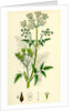 Chaerophyllum Sylvestre Wild Chervil by Anonymous