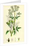 Chaerophyllum Sylvestre Wild Chervil by Anonymous