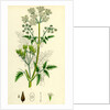 Chaerophyllum Sylvestre Wild Chervil by Anonymous