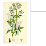 Chaerophyllum Sylvestre Wild Chervil by Anonymous