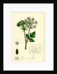 Ligusticum Scoticum Sea Lovage by Anonymous