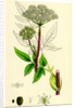 Angelica Sylvestris Wild Angelica by Anonymous