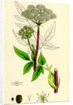 Angelica Sylvestris Wild Angelica by Anonymous