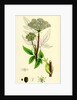 Angelica Sylvestris Wild Angelica by Anonymous
