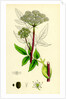 Angelica Sylvestris Wild Angelica by Anonymous