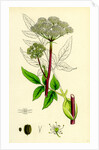 Angelica Sylvestris Wild Angelica by Anonymous
