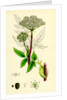 Angelica Sylvestris Wild Angelica by Anonymous
