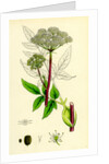 Angelica Sylvestris Wild Angelica by Anonymous
