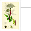 Angelica Sylvestris Wild Angelica by Anonymous