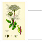 Angelica Sylvestris Wild Angelica by Anonymous