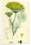 Peucedanum Officinale Sea Hog's-Fennel by Anonymous