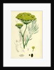 Peucedanum Officinale Sea Hog's-Fennel by Anonymous