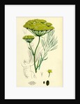 Peucedanum Officinale Sea Hog's-Fennel by Anonymous