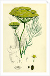 Peucedanum Officinale Sea Hog's-Fennel by Anonymous