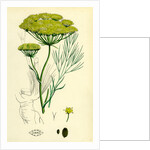 Peucedanum Officinale Sea Hog's-Fennel by Anonymous