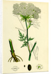 Peucedanum Palustre Marsh Hog's-Fennel by Anonymous