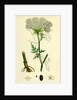 Peucedanum Palustre Marsh Hog's-Fennel by Anonymous