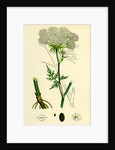 Peucedanum Palustre Marsh Hog's-Fennel by Anonymous