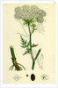 Peucedanum Palustre Marsh Hog's-Fennel by Anonymous