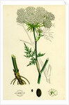 Peucedanum Palustre Marsh Hog's-Fennel by Anonymous