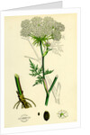 Peucedanum Palustre Marsh Hog's-Fennel by Anonymous