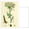 Peucedanum Palustre Marsh Hog's-Fennel by Anonymous