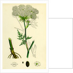 Peucedanum Palustre Marsh Hog's-Fennel by Anonymous