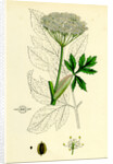 Peucedanum Ostruthium Master-Wort-- by Anonymous