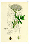 Peucedanum Ostruthium Master-Wort-- by Anonymous