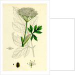 Peucedanum Ostruthium Master-Wort-- by Anonymous