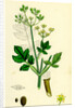Pastinaca Sativa Wild-Parsnip by Anonymous
