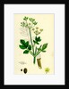 Pastinaca Sativa Wild-Parsnip by Anonymous