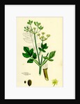 Pastinaca Sativa Wild-Parsnip by Anonymous