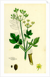 Pastinaca Sativa Wild-Parsnip by Anonymous